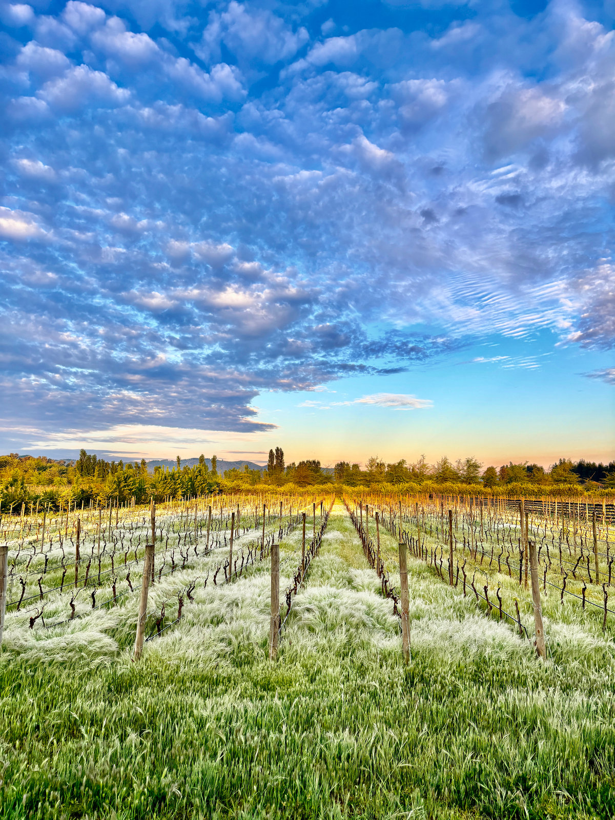 Country lifestyle and vineyard views at La Despensa in Chile