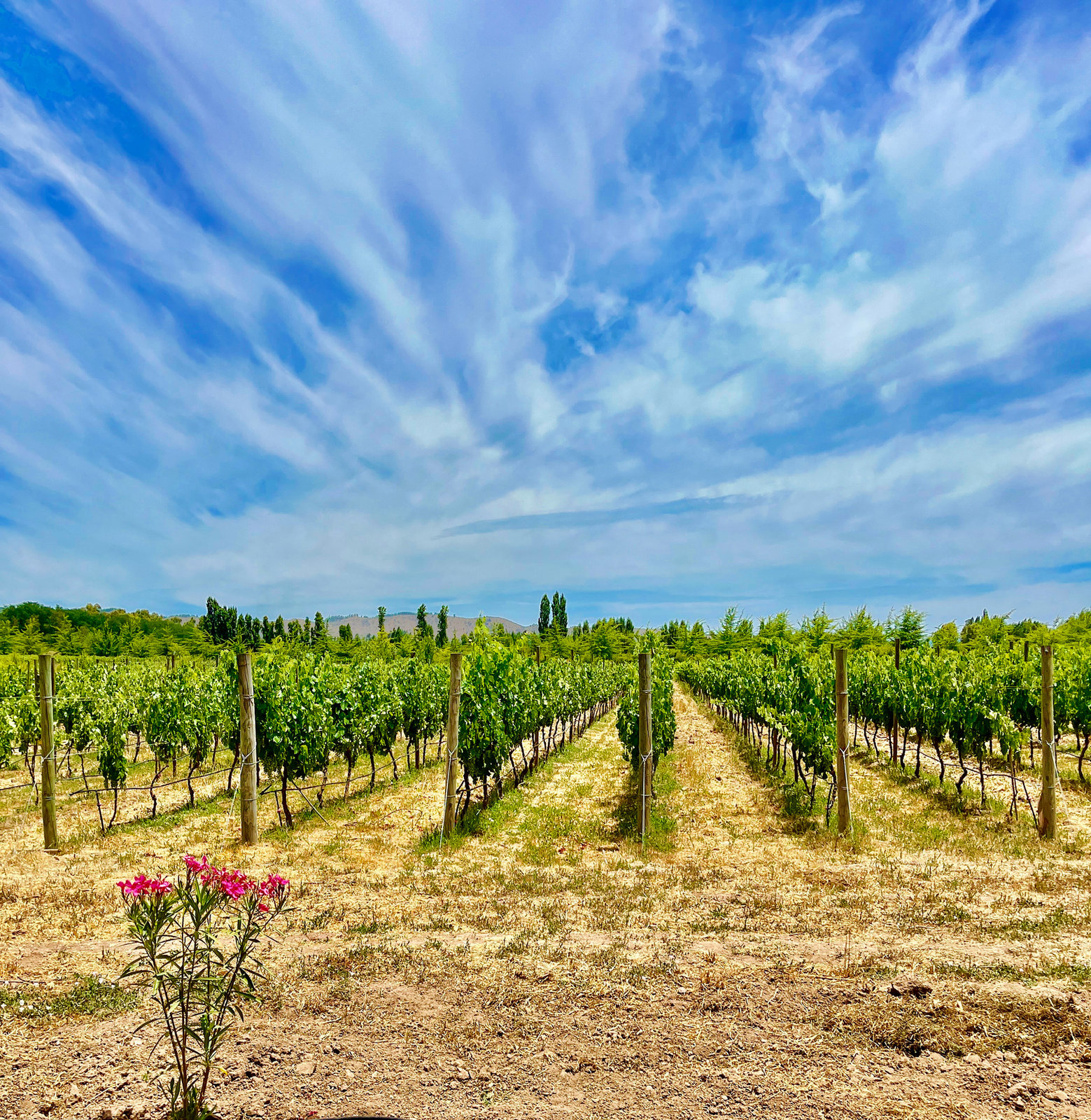 Productive vineyard and country home in the Colchagua Valley, Chile