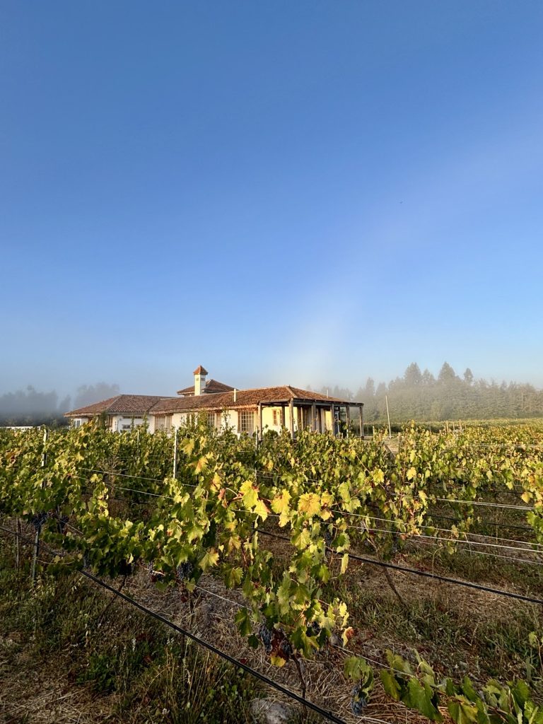 Sangiovese vineyard and country home in Santa Ana