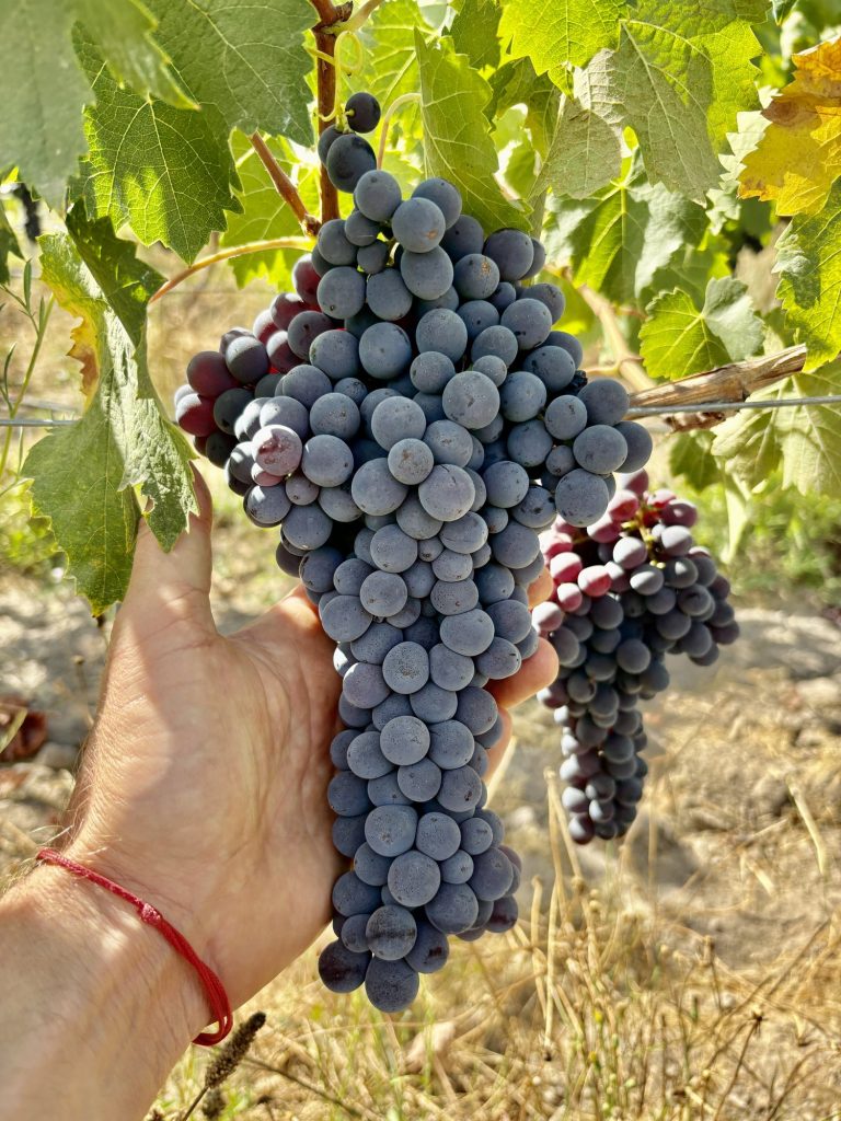 Sangiovese grapes growing in the Santa Ana vineyard