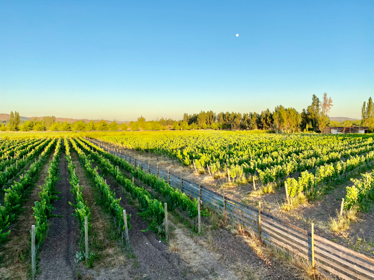 Property photograph — Modern Home and Vineyard for Sale in Chile