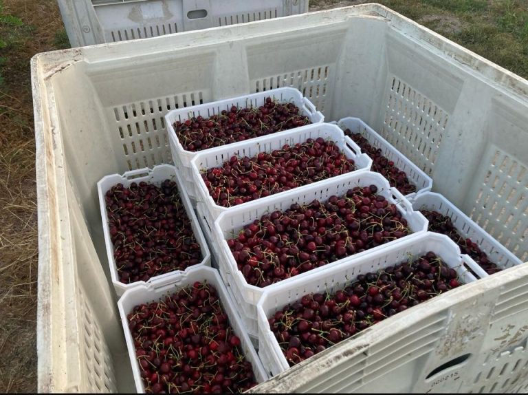 Property photograph — Home and Profitable Cherry Farm for Sale in Chile