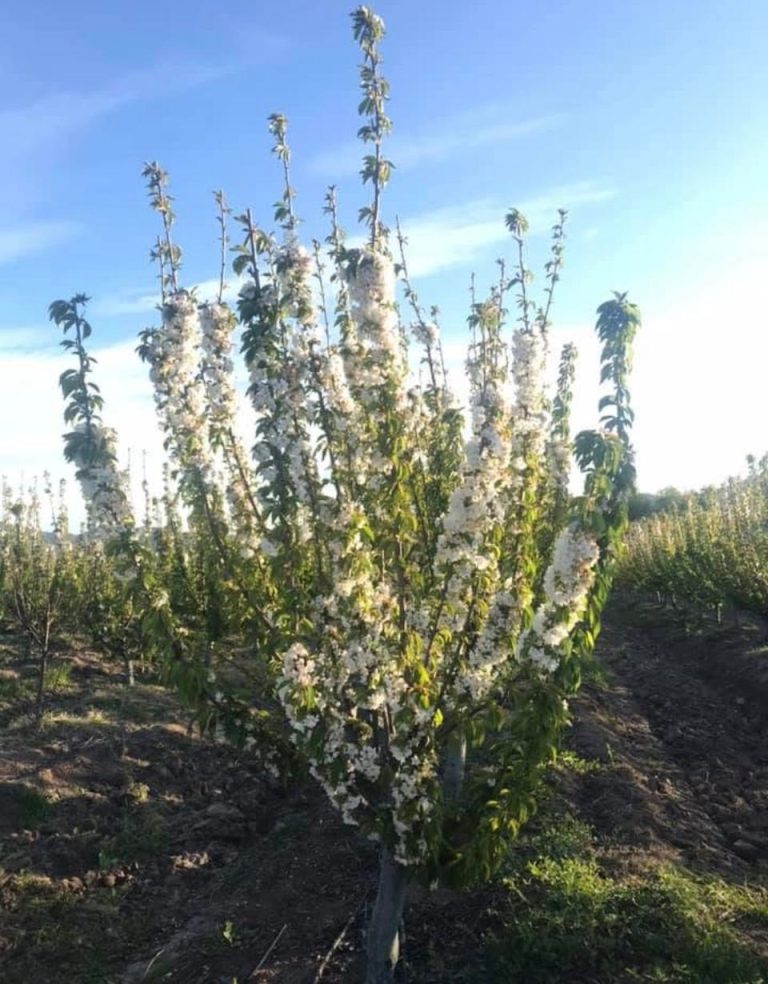 Property photograph — Home and Profitable Cherry Farm for Sale in Chile