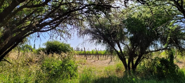 Property photograph — Colonial Home, Vineyard and Winery for Sale in Chile