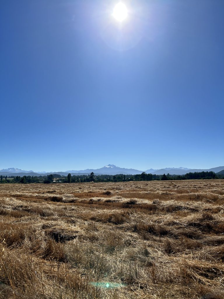 Property photograph — 303-Hectare Farm for Sale in Chile