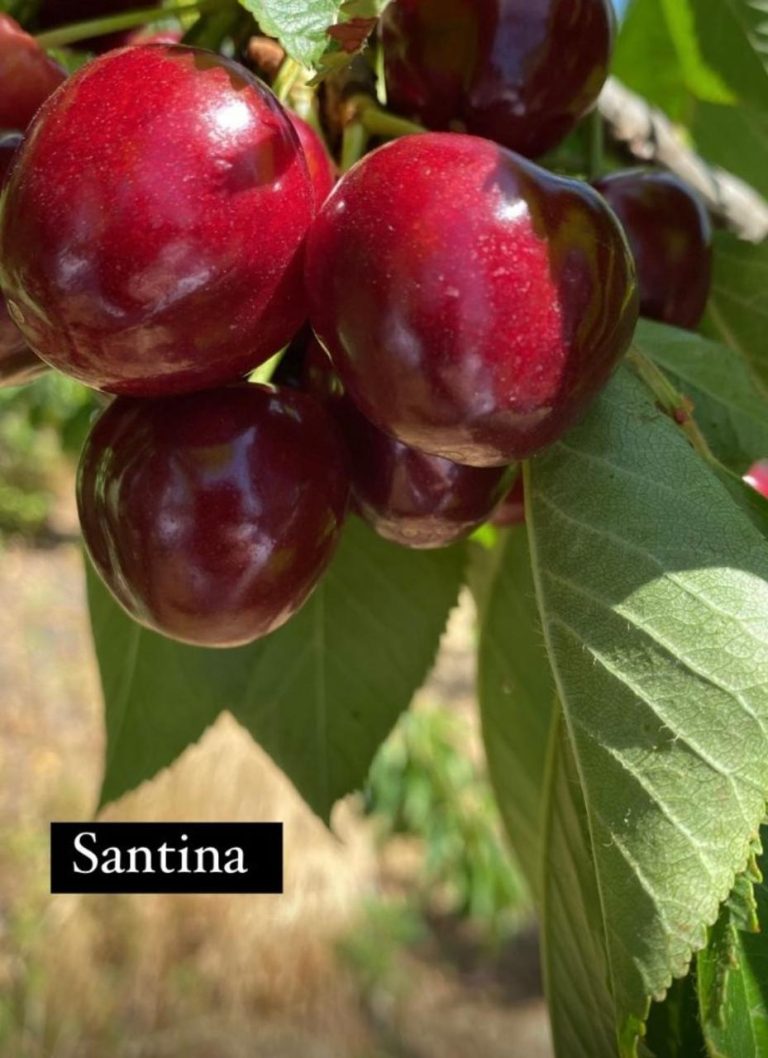 Property photograph — Home and Profitable Cherry Farm for Sale in Chile