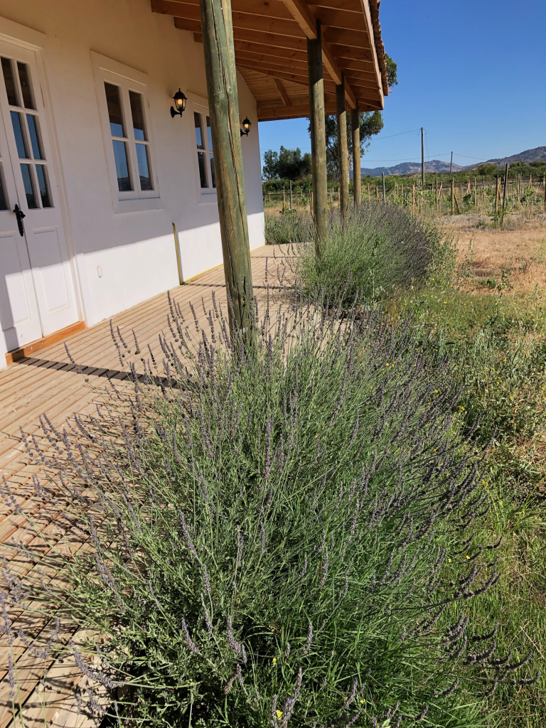 Property photograph — Vineyard, Cottage and Farm for Sale in Chile