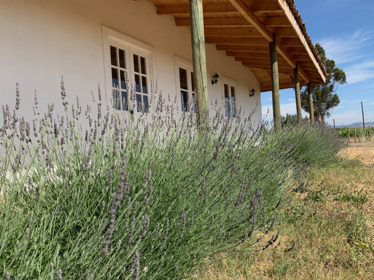 Property photograph — Vineyard, Cottage and Farm for Sale in Chile