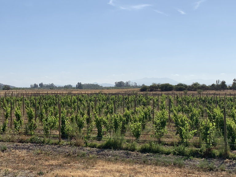 Property photograph — Vineyard, Cottage and Farm for Sale in Chile