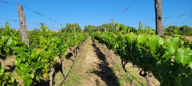 Property photograph — Colonial Home, Vineyard and Winery for Sale in Chile