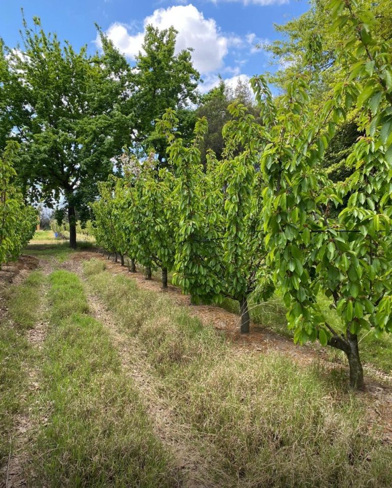 Property photograph — Home and Profitable Cherry Farm for Sale in Chile