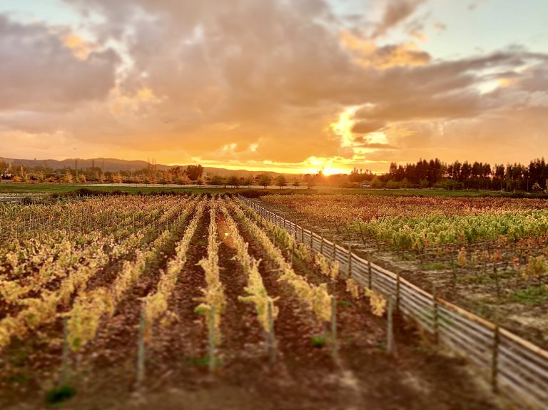 Property photograph — Modern Home and Vineyard for Sale in Chile