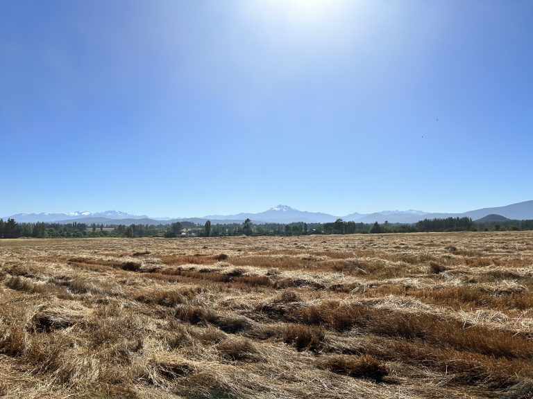 Property photograph — 303-Hectare Farm for Sale in Chile