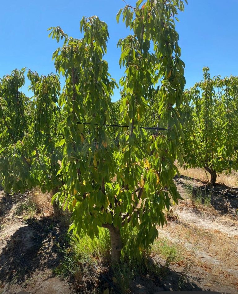 Property photograph — Home and Profitable Cherry Farm for Sale in Chile