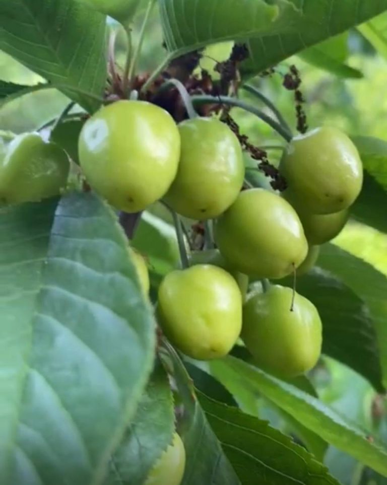 Property photograph — Home and Profitable Cherry Farm for Sale in Chile
