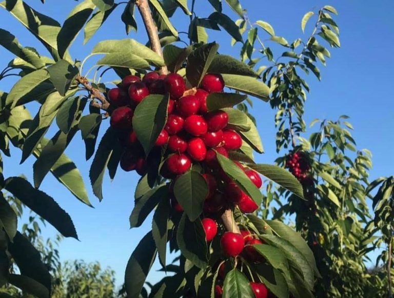 Property photograph — Home and Profitable Cherry Farm for Sale in Chile
