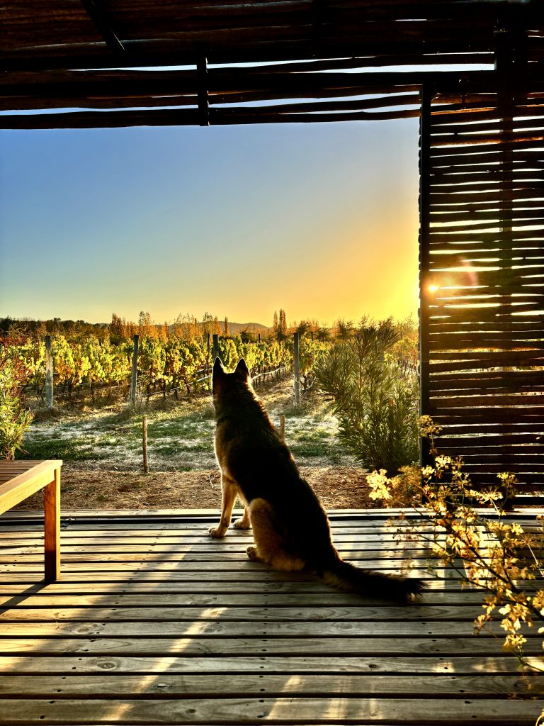 Property photograph — Modern Home and Vineyard for Sale in Chile