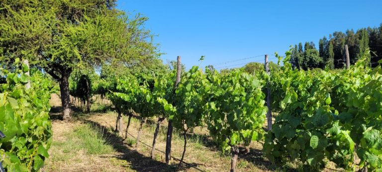 Property photograph — Colonial Home, Vineyard and Winery for Sale in Chile