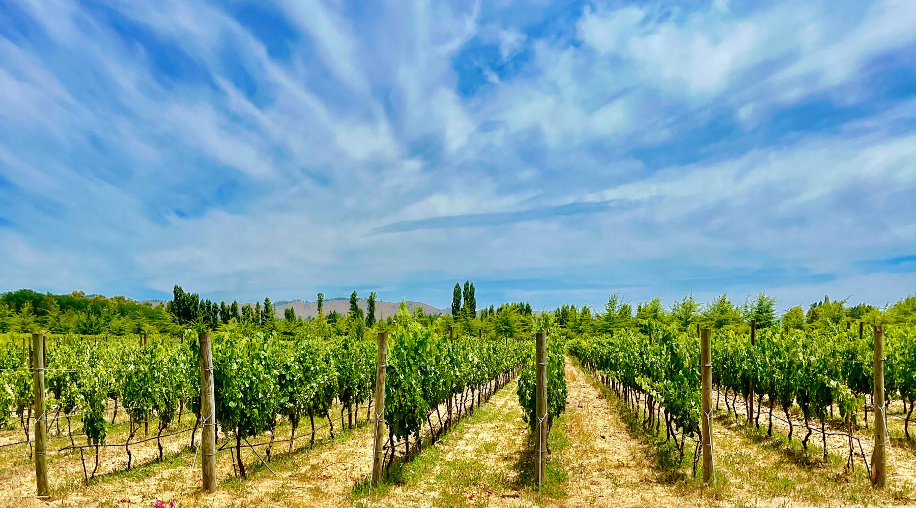 Modern Home and Vineyard for Sale in Chile