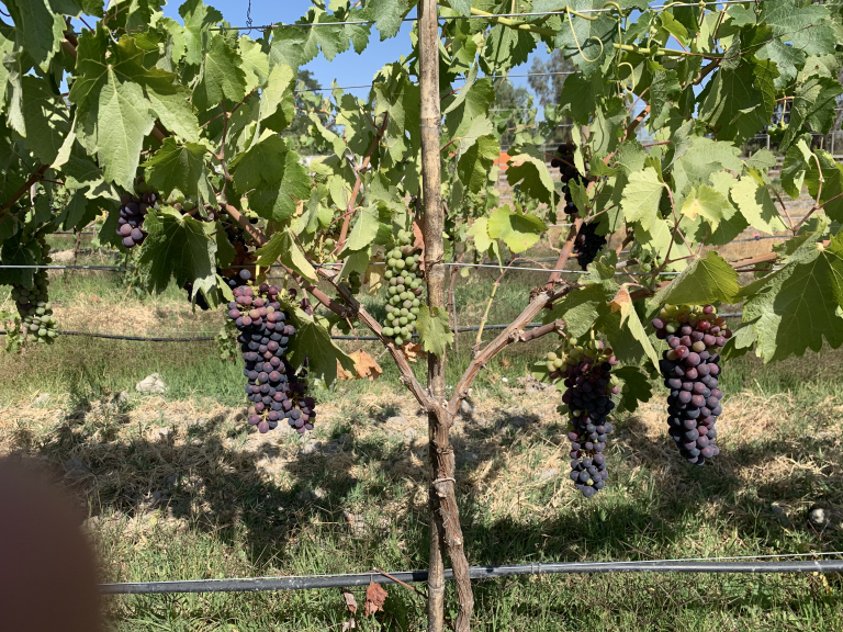 Property photograph — Vineyard, Cottage and Farm for Sale in Chile