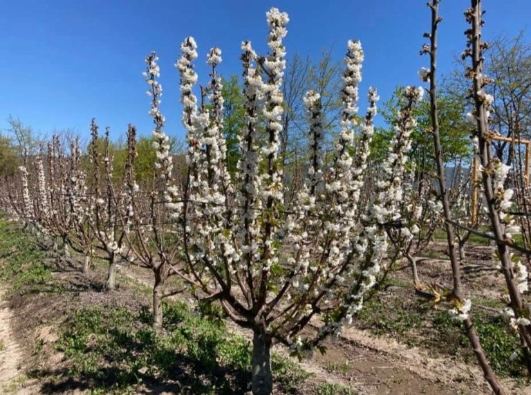 Property photograph — Home and Profitable Cherry Farm for Sale in Chile