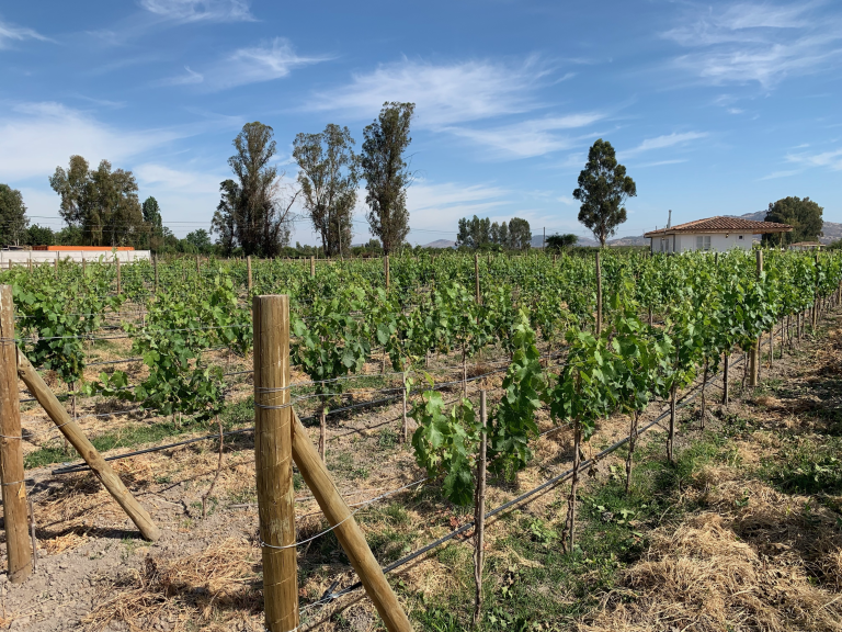 Property photograph — Vineyard, Cottage and Farm for Sale in Chile