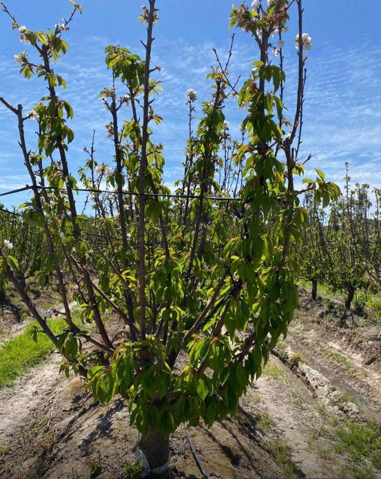 Property photograph — Home and Profitable Cherry Farm for Sale in Chile