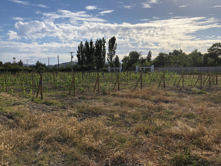 Property photograph — Vineyard, Cottage and Farm for Sale in Chile